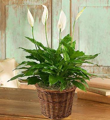 Spathiphyllum Plant