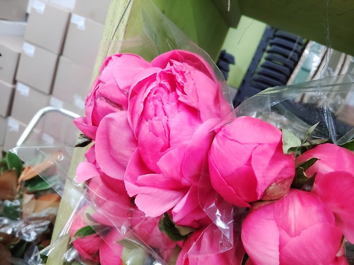 Perfect Peonies-Wrapped 6 Stems