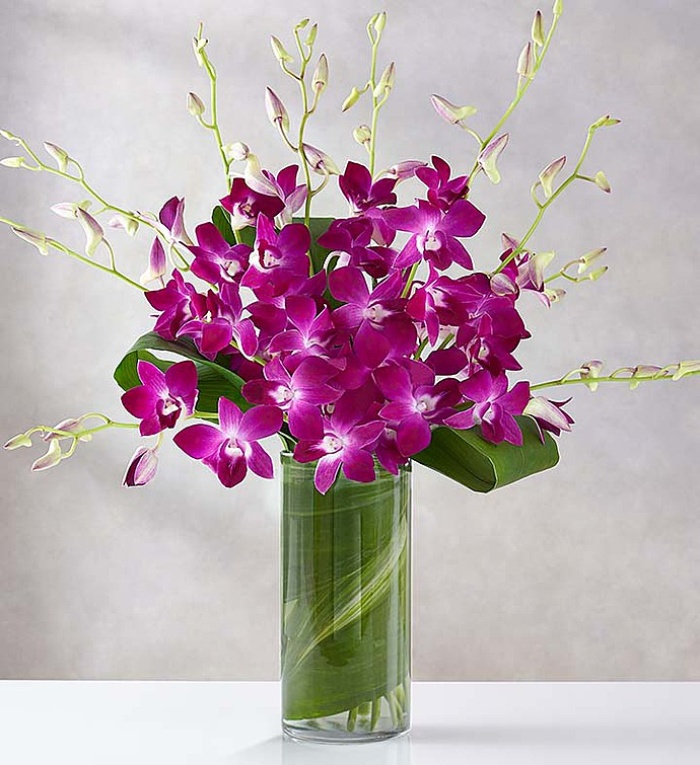 Orchid Embrace&trade;